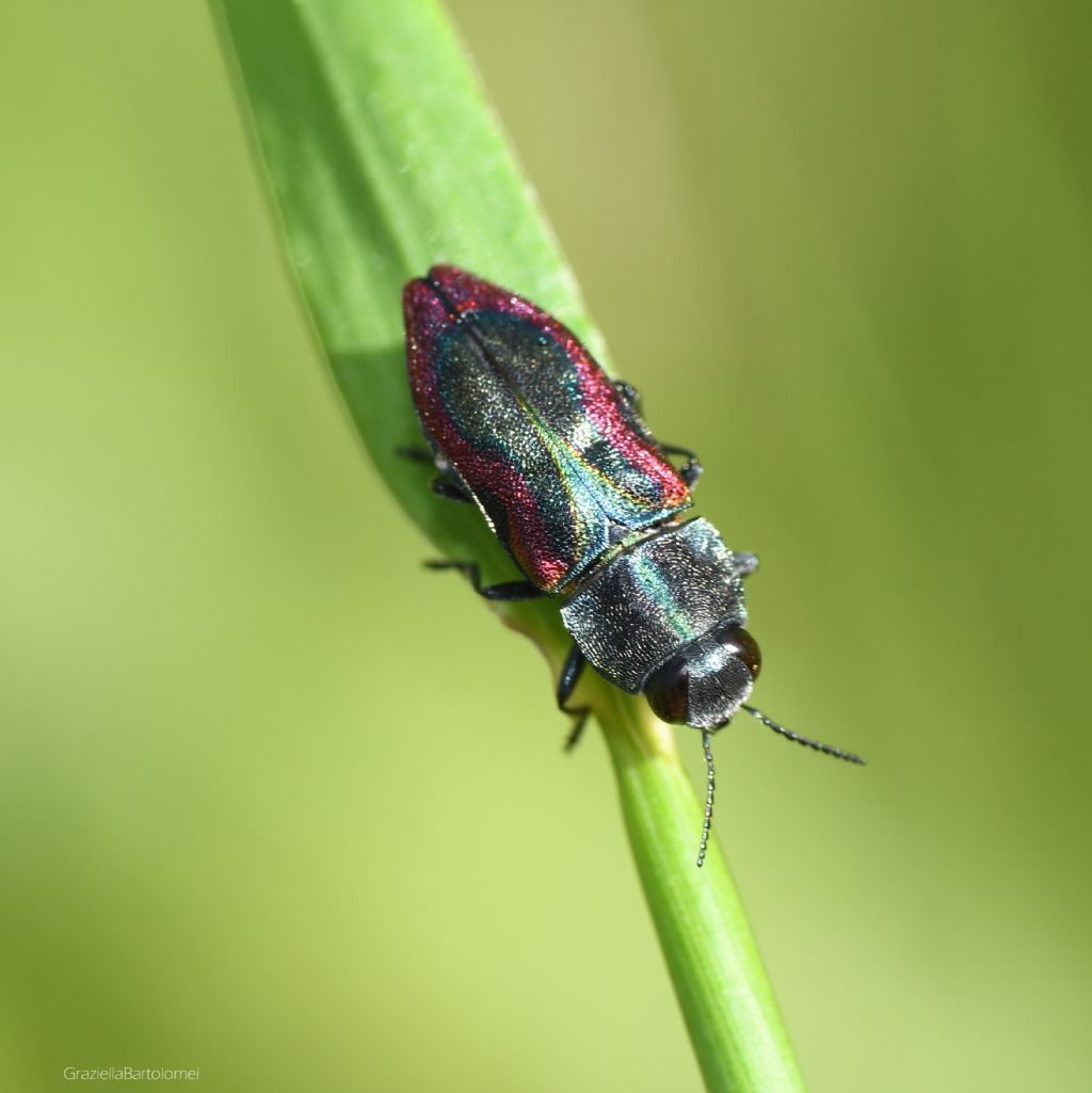 Buprestidae: Anthaxia candens? S, ssp. lucens