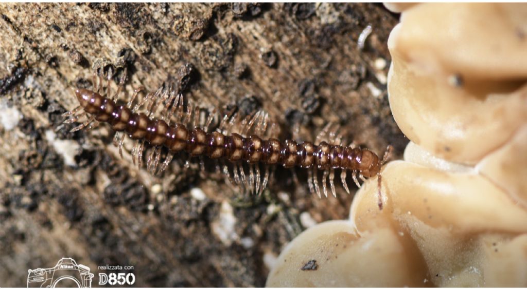 Identificazione centipede