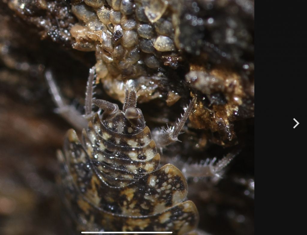 Isopoda