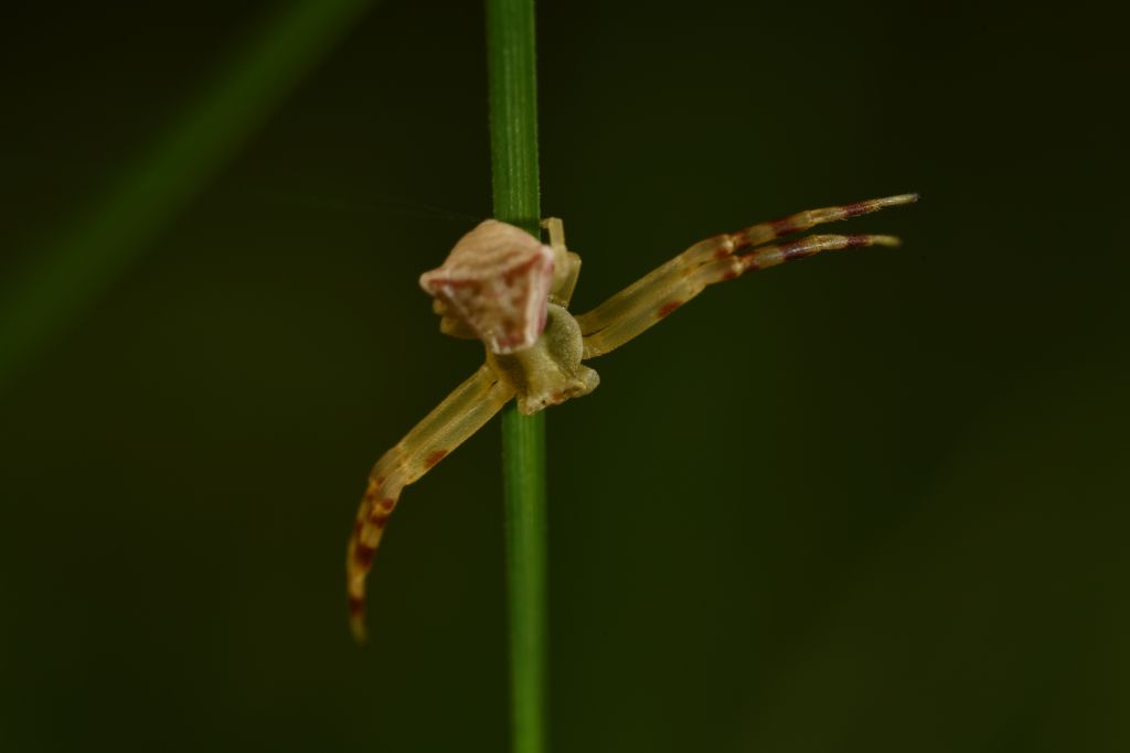 Thomisus onustus, giovane maschio