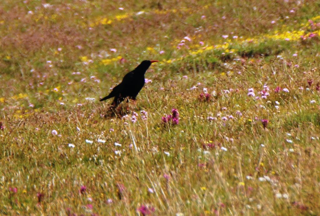 Gracchi corallini sul Gran Sasso