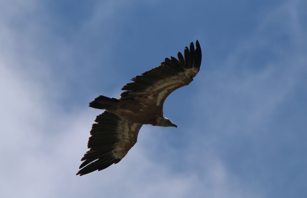 Grifoni a Campo Imperatore AQ