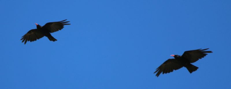 Gracchi corallini sul Gran Sasso