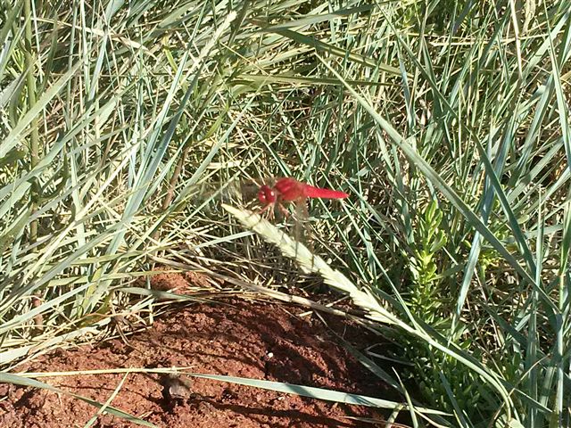 Crocothemis erythraea
