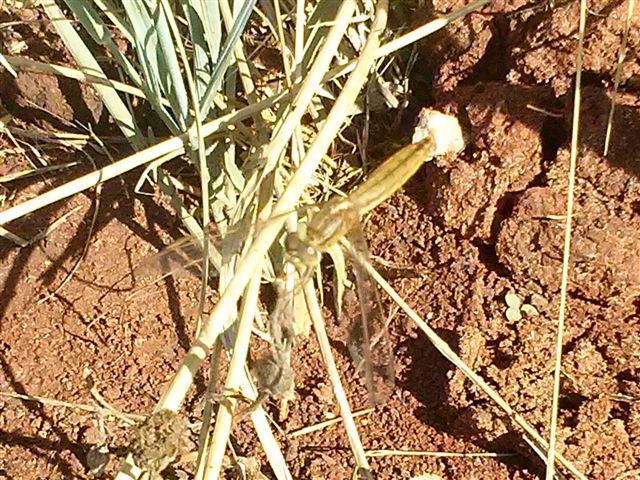 Crocothemis erythraea