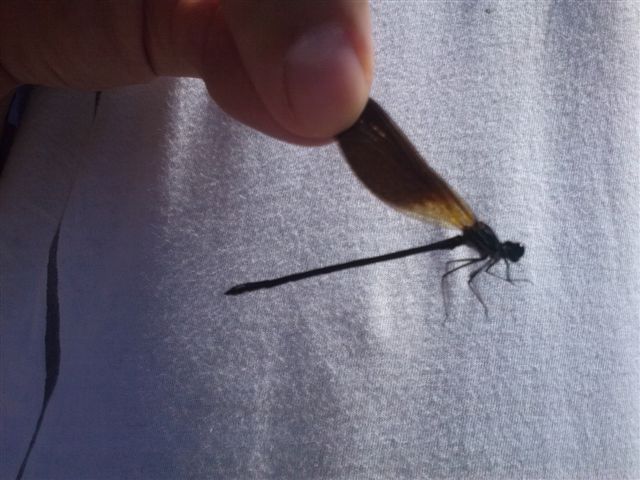 Calopterix haemorroidalis?