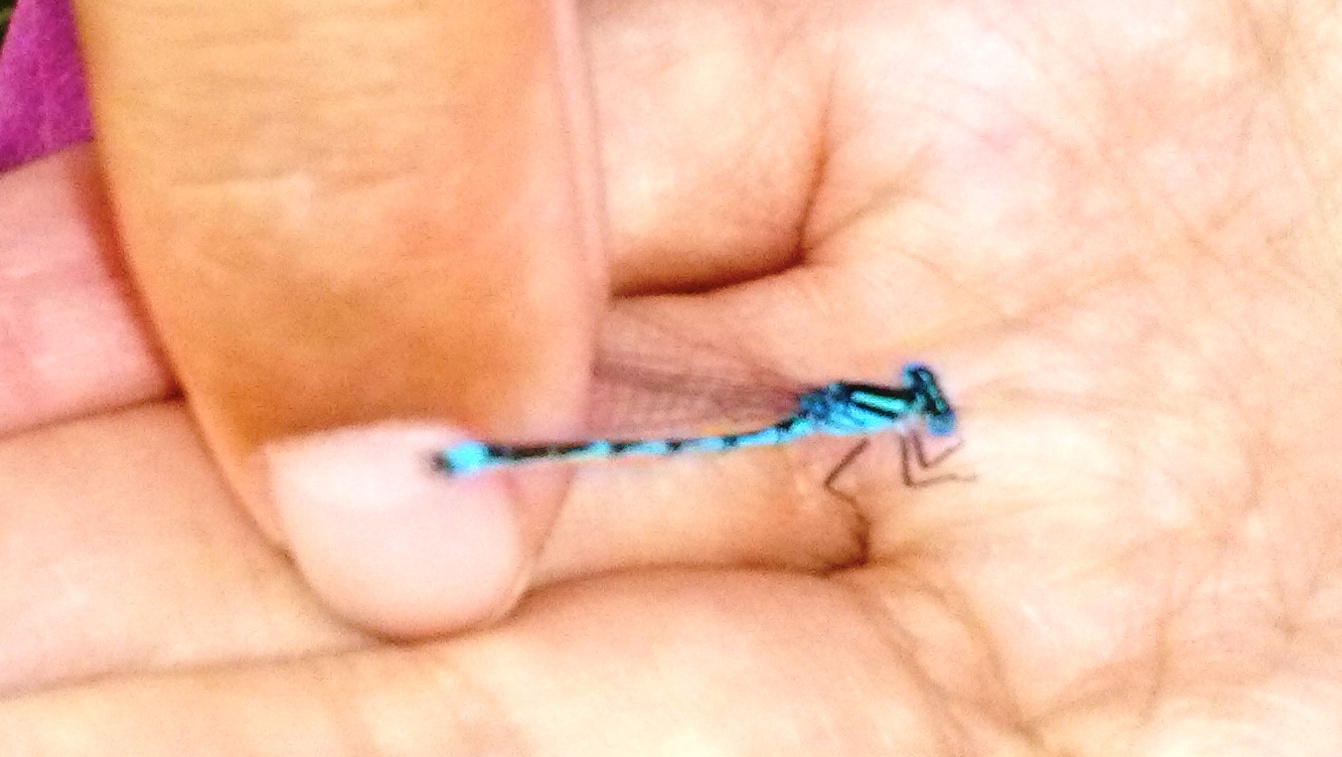 Libellula sp.