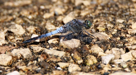 Orthetrum cancellatum