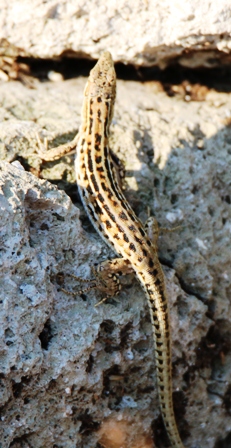 Podarcis siculus adulta?