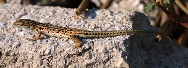 Podarcis siculus adulta?