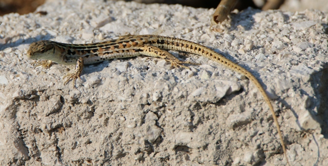 Podarcis siculus adulta?