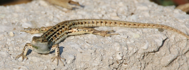 Podarcis siculus adulta?