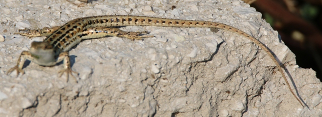 Podarcis siculus adulta?