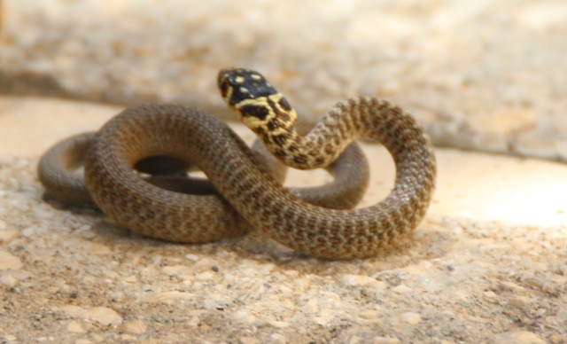 Natrix natrix?