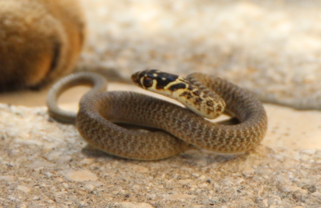 Natrix natrix?