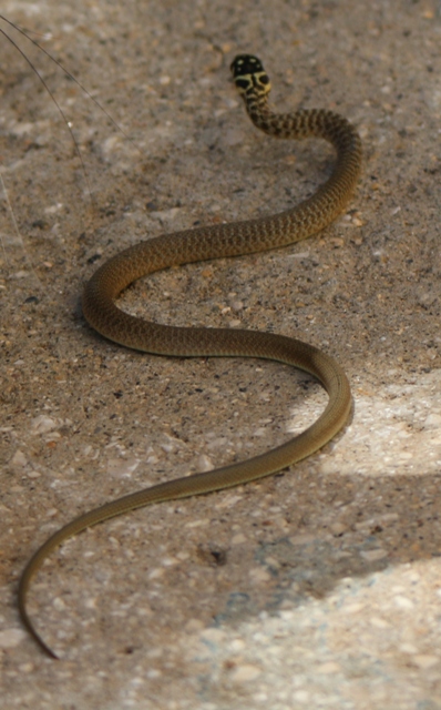 Natrix natrix?