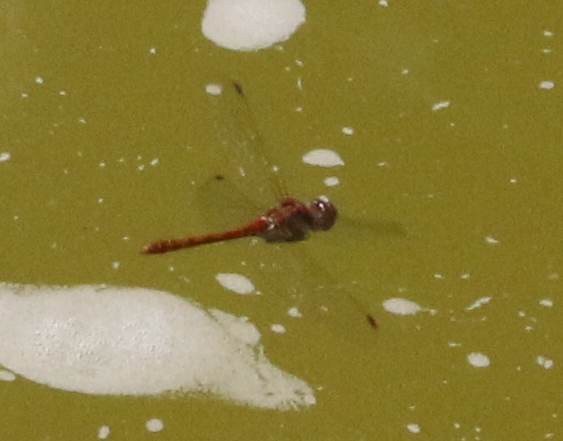 Richiesta identificazione Sympetrum