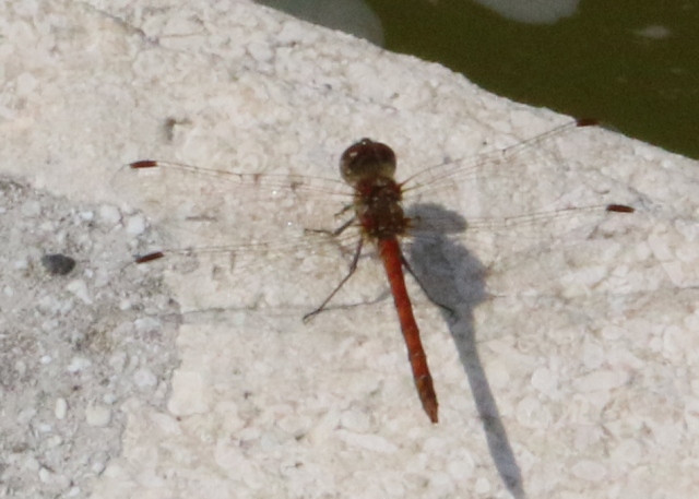 Richiesta identificazione Sympetrum