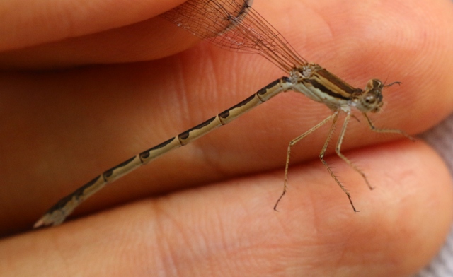 Conferma Sympecma fusca