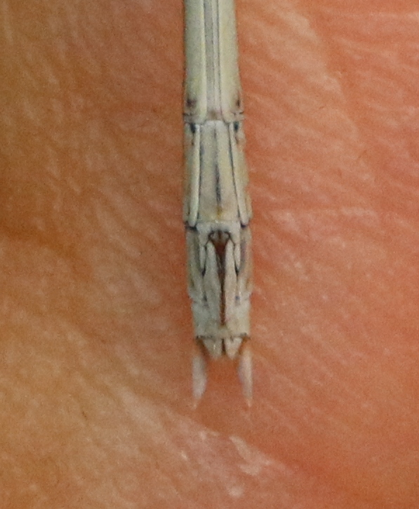 Conferma Sympecma fusca