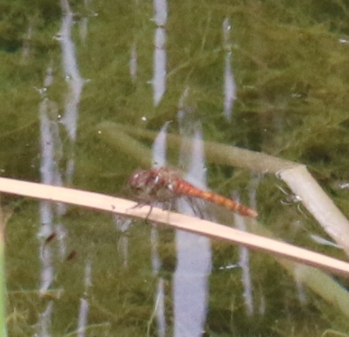 Sympetrum striolatum ?   S !