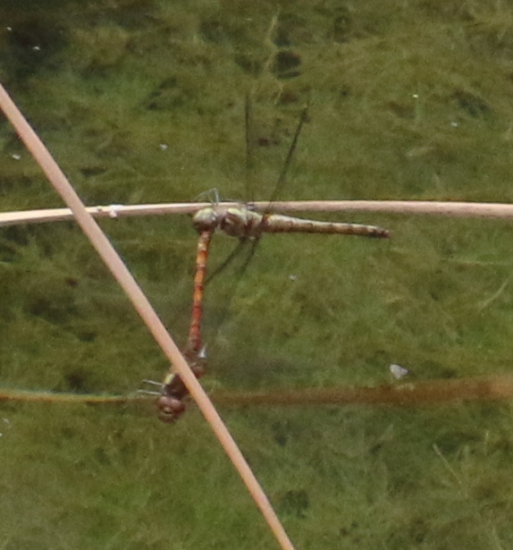 Sympetrum striolatum ?   S !