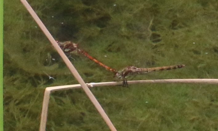 Sympetrum striolatum ?   S !