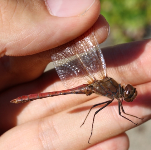 Aiuto per Sympetrum sp.: S. vulgatum