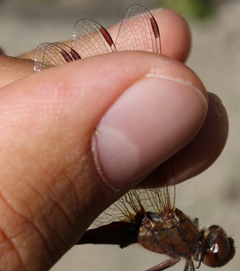 Aiuto per Sympetrum sp.: S. vulgatum