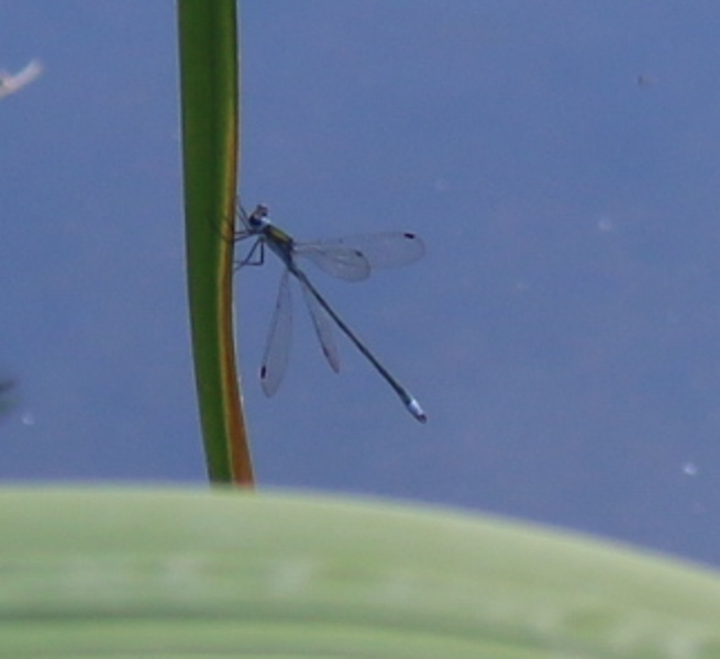 Lestes sp., prob. L. sponsa