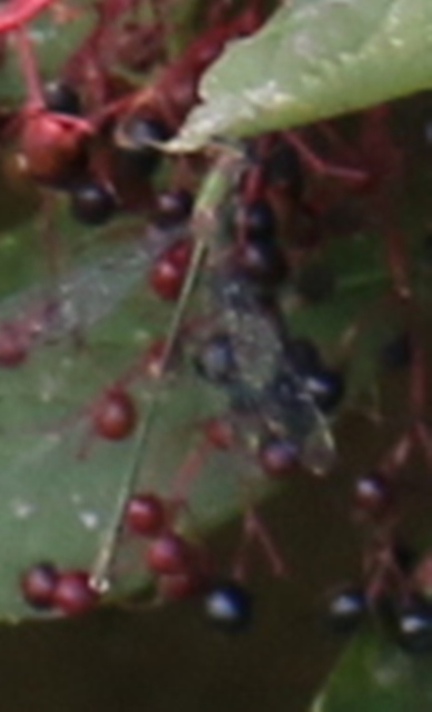 Lestes ? No, Chalcolestes sp. maschio