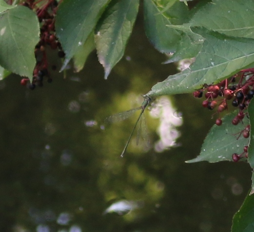 Lestes ? No, Chalcolestes sp. maschio