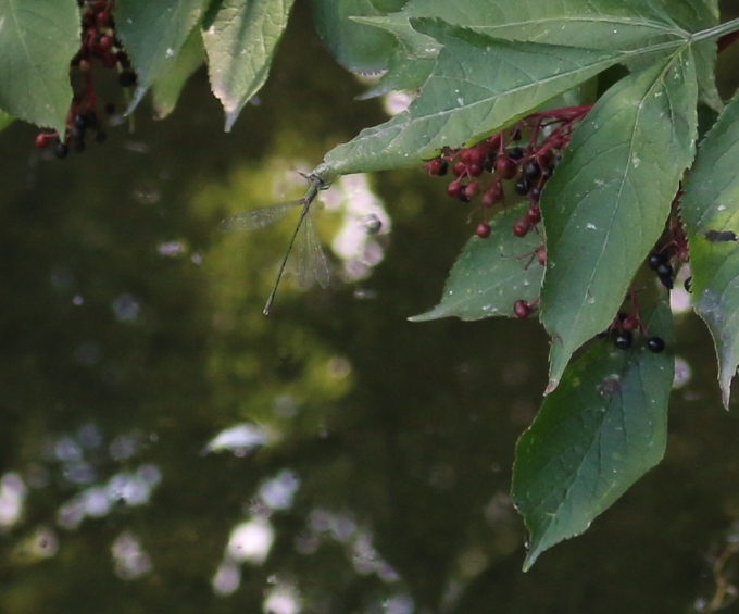 Lestes ? No, Chalcolestes sp. maschio