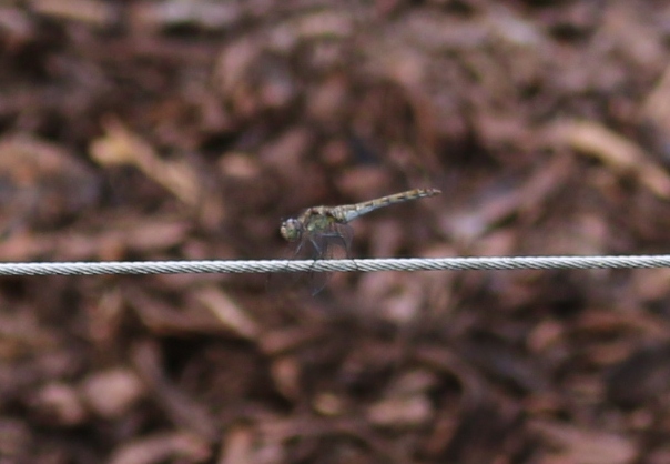 Anisottero da id: prob. Sympetrum striolatum