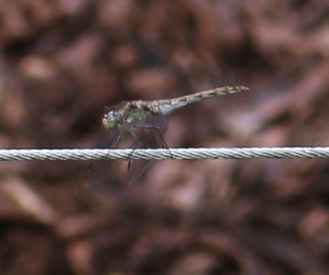 Anisottero da id: prob. Sympetrum striolatum