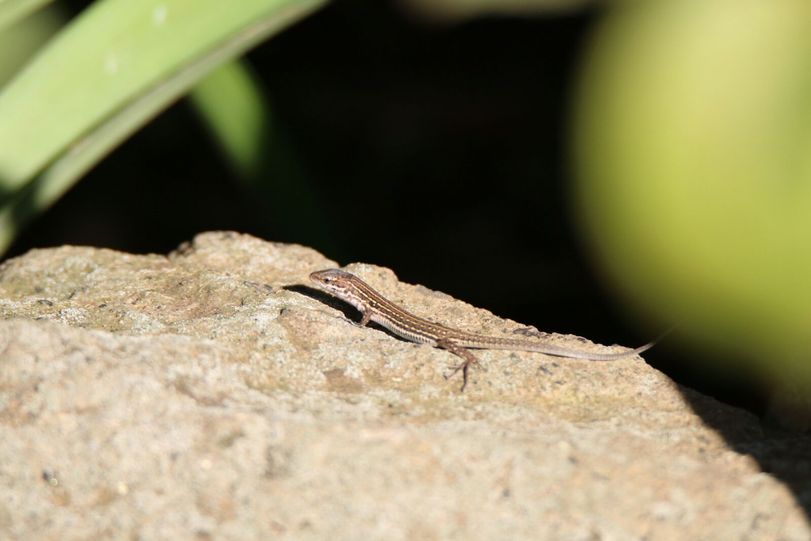 Podarcis siculus giovane?