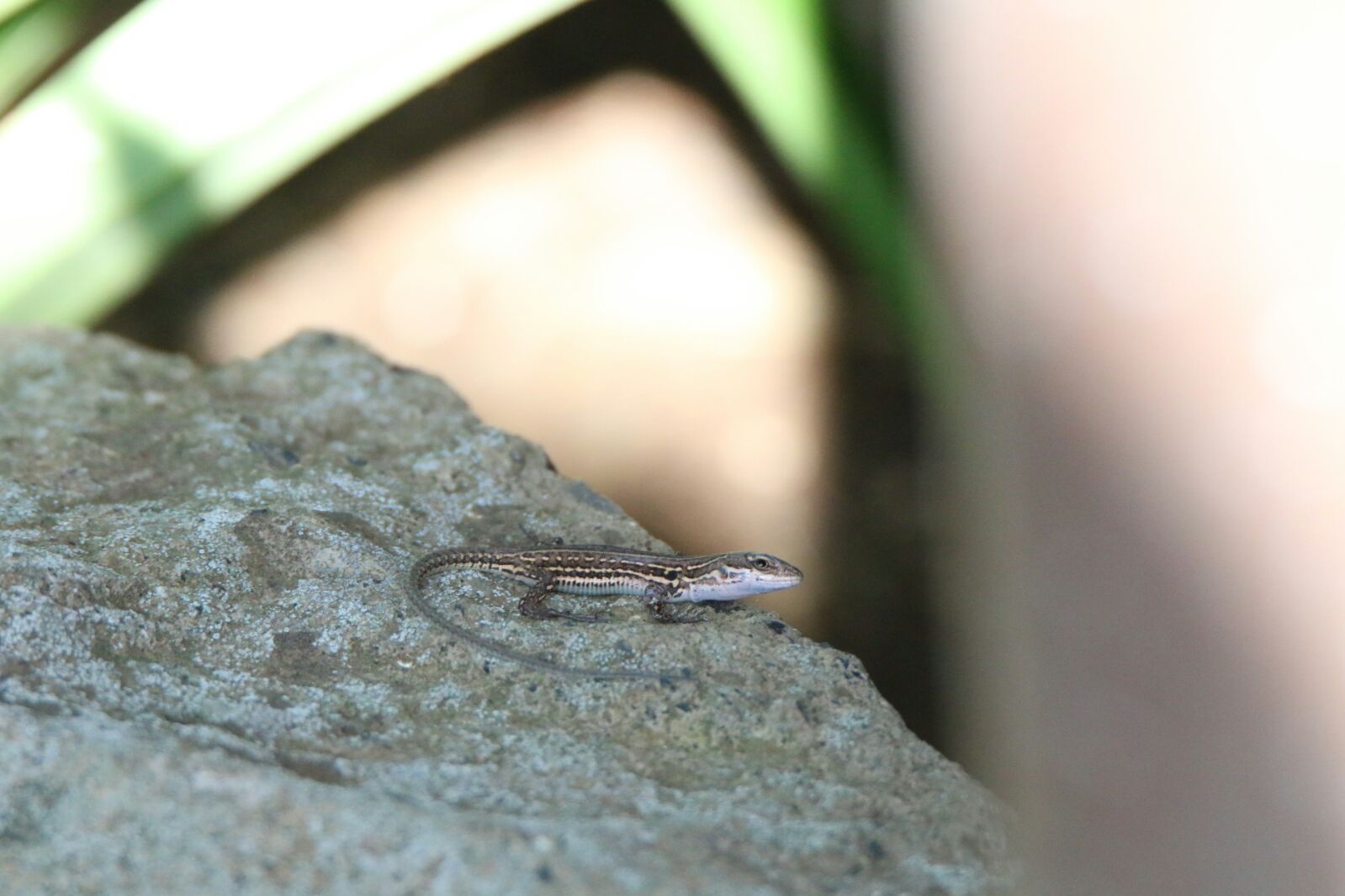 Podarcis siculus giovane?