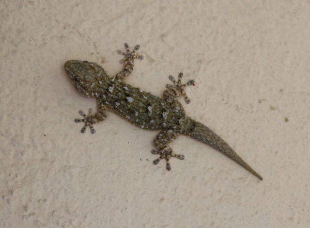 Tarentola mauritanica?