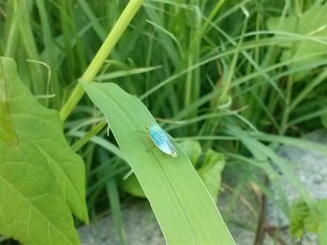 Cicadellidae: Cicadella viridis del Lazio (RM)