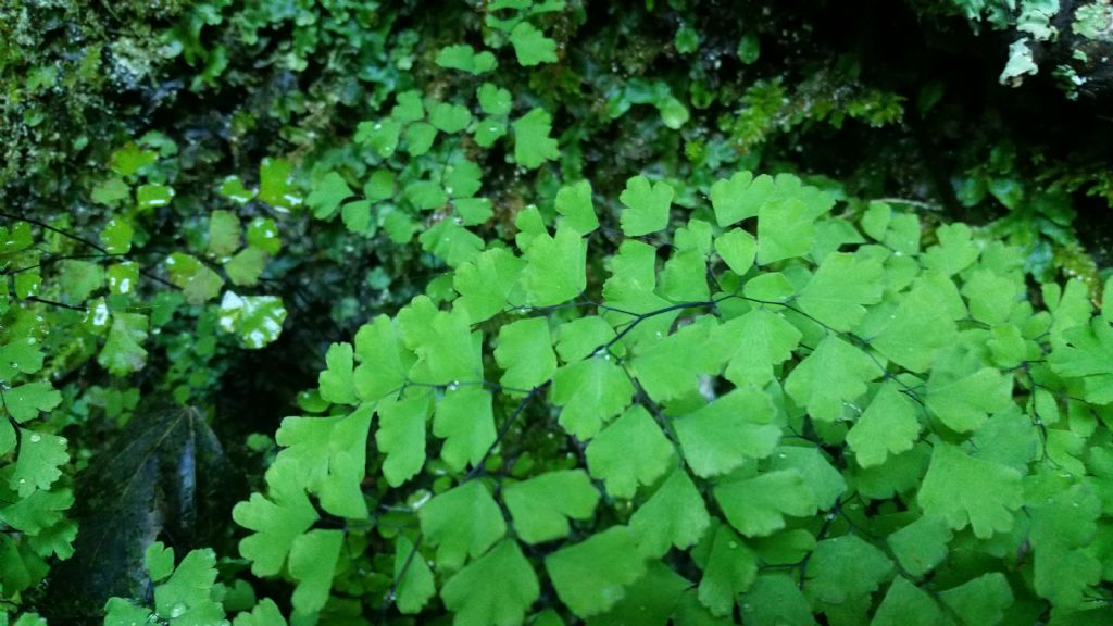 Adiantum capillus-veneris / Capelvenere