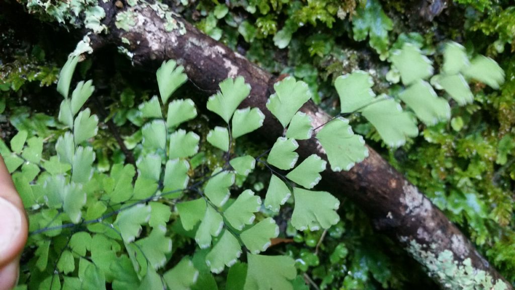Adiantum capillus-veneris / Capelvenere