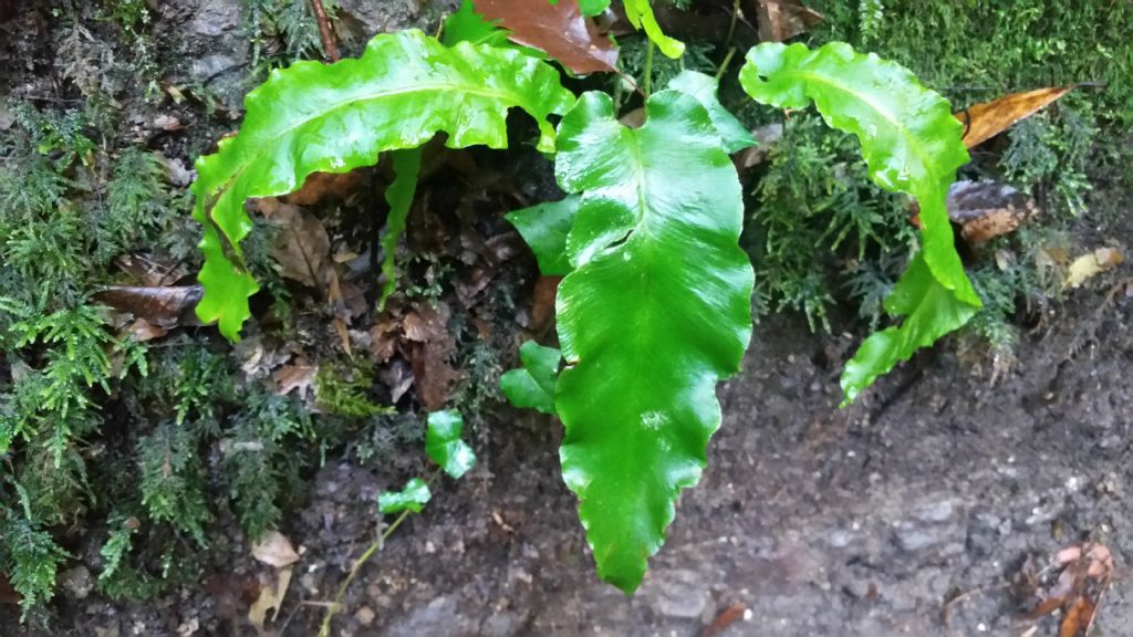 Felce:  Asplenium (= Phyllitis) scolopendrium