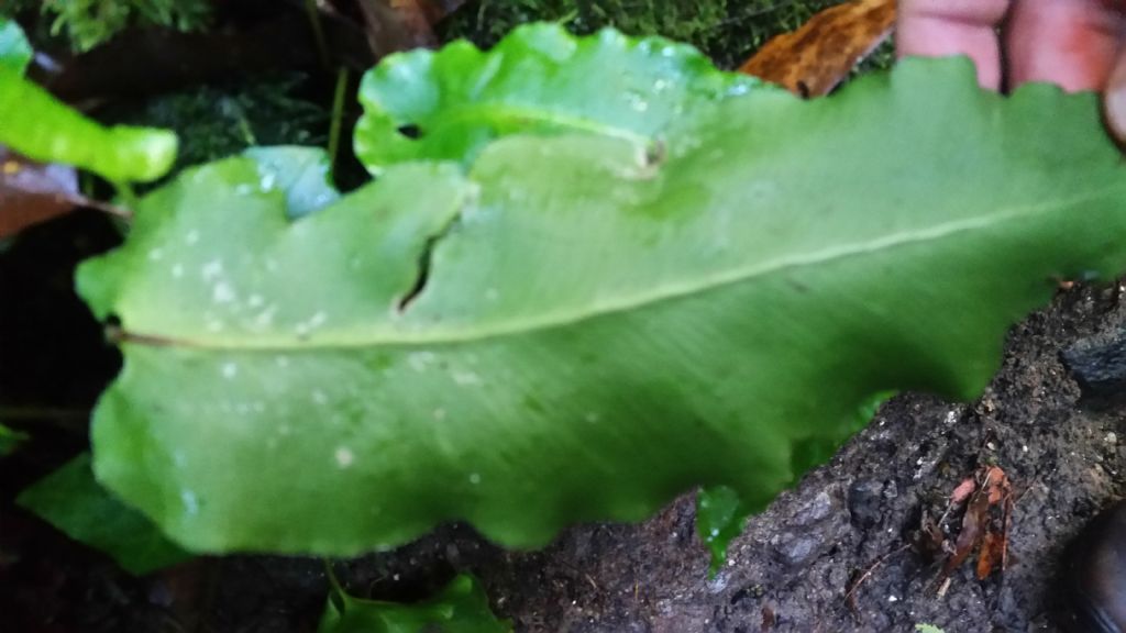 Felce:  Asplenium (= Phyllitis) scolopendrium