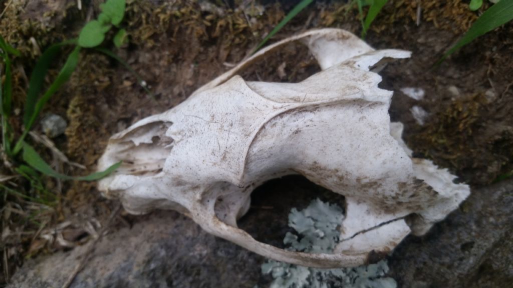 Cranio di?