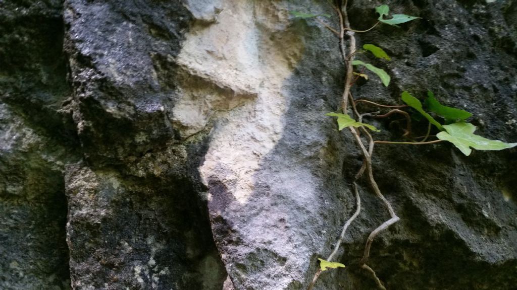 Patina grigia