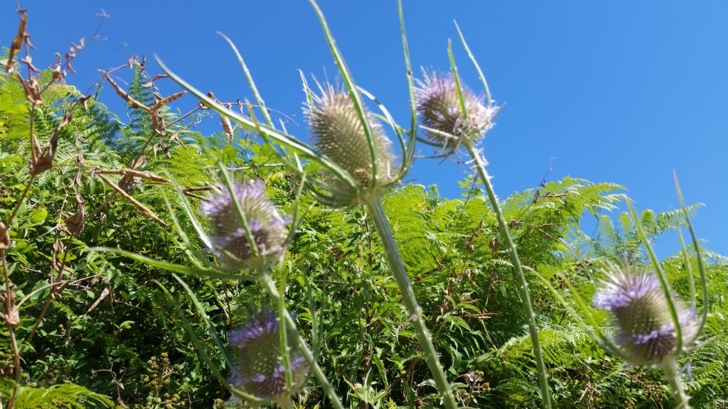 Dipsacus fullonum