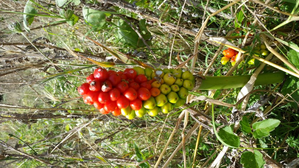 Pan di serpe - Arum italicum