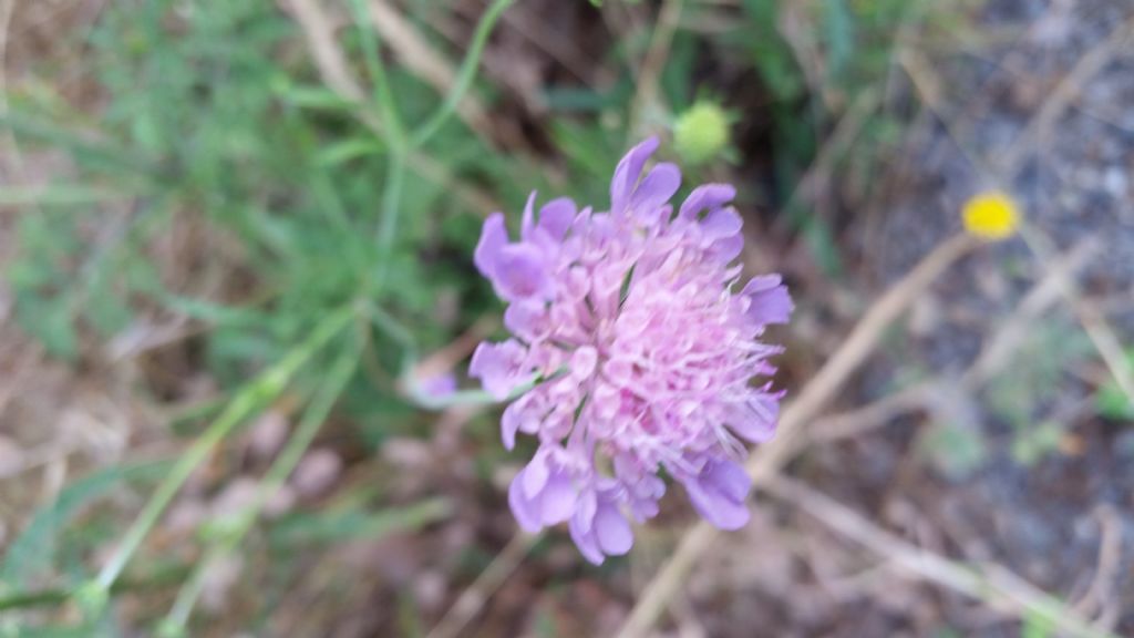 Scabiosa triandra o uniseta?
