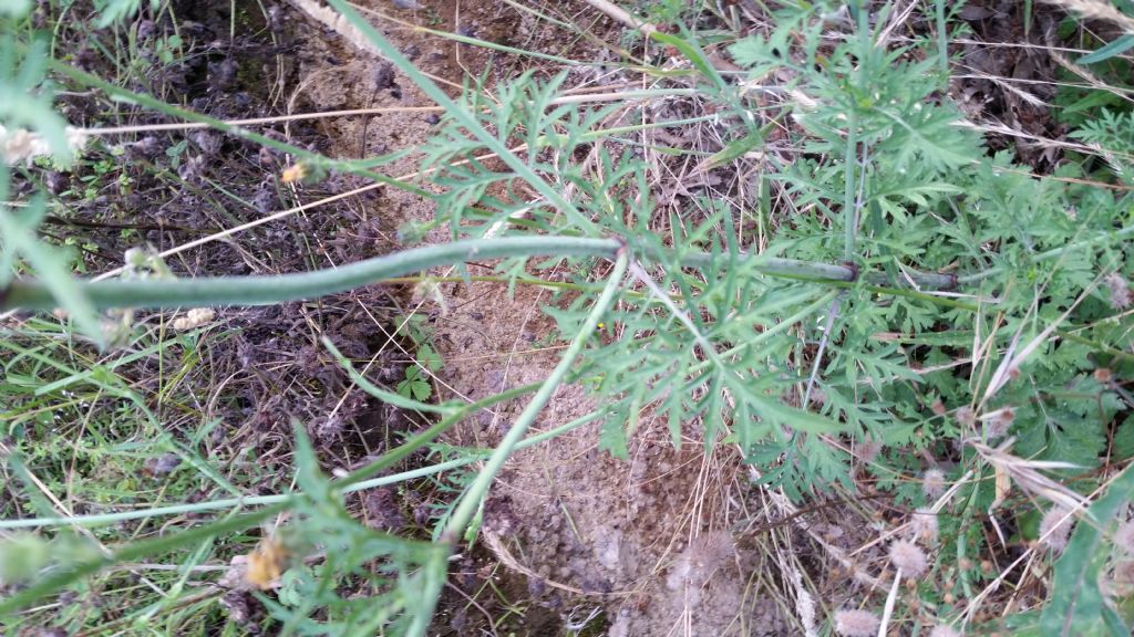 Scabiosa triandra o uniseta?