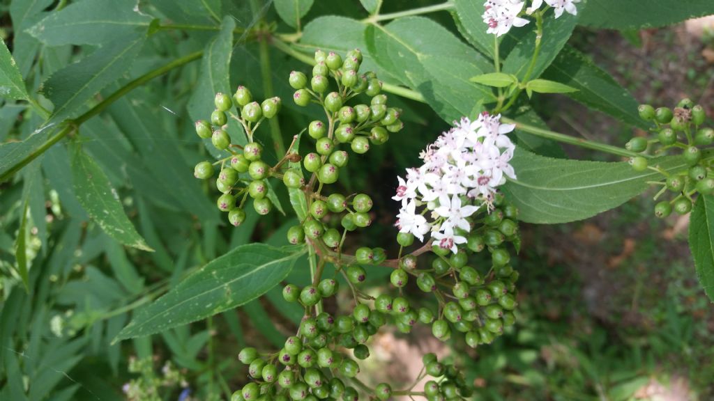 Sambucus ebulus